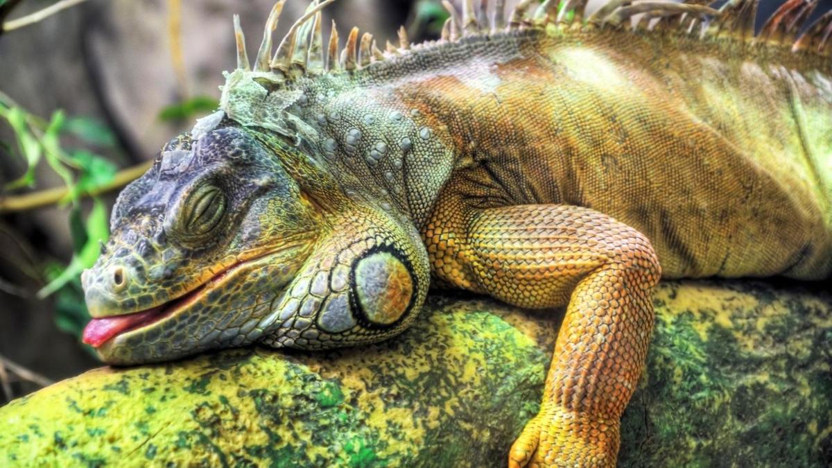 schlafender leguan auf einem ast-hd-wall