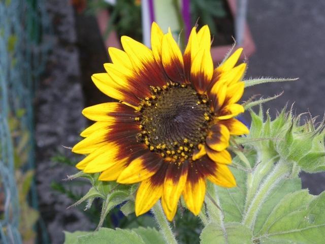 a26769 Sonnenblume