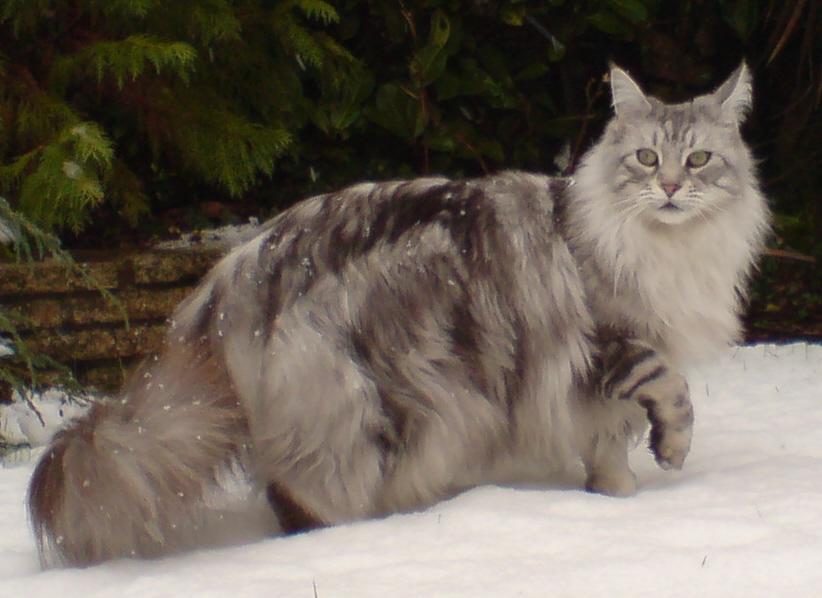 MaineCoonSilverTabby