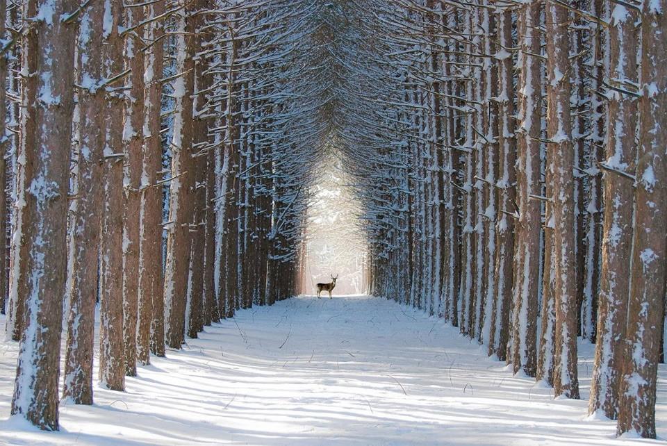 winter-in-quebec-canada