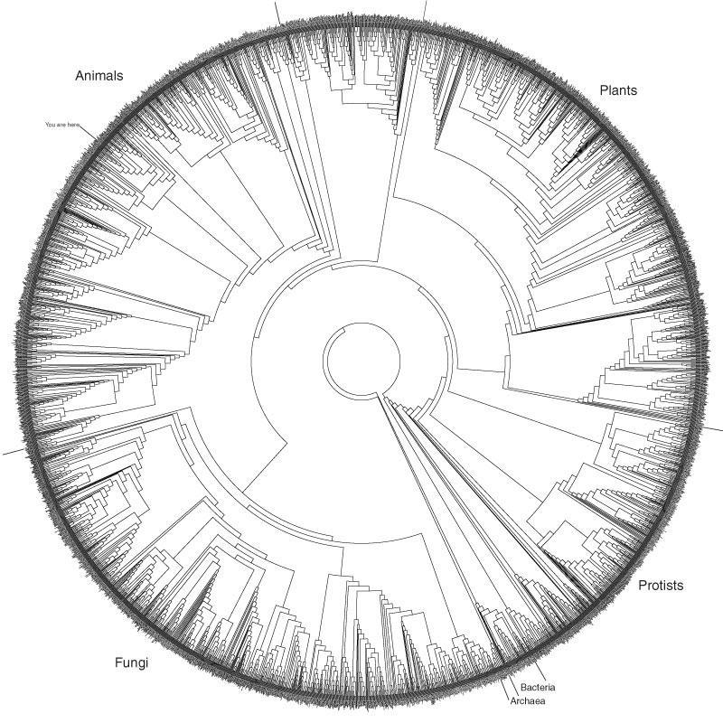 24a5b0 tree