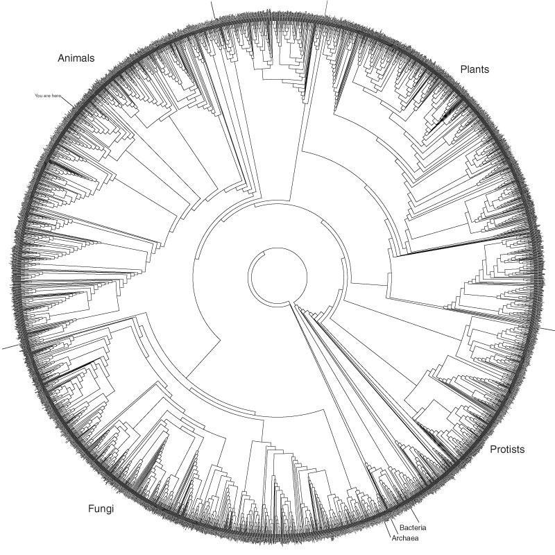 24a5b0 tree