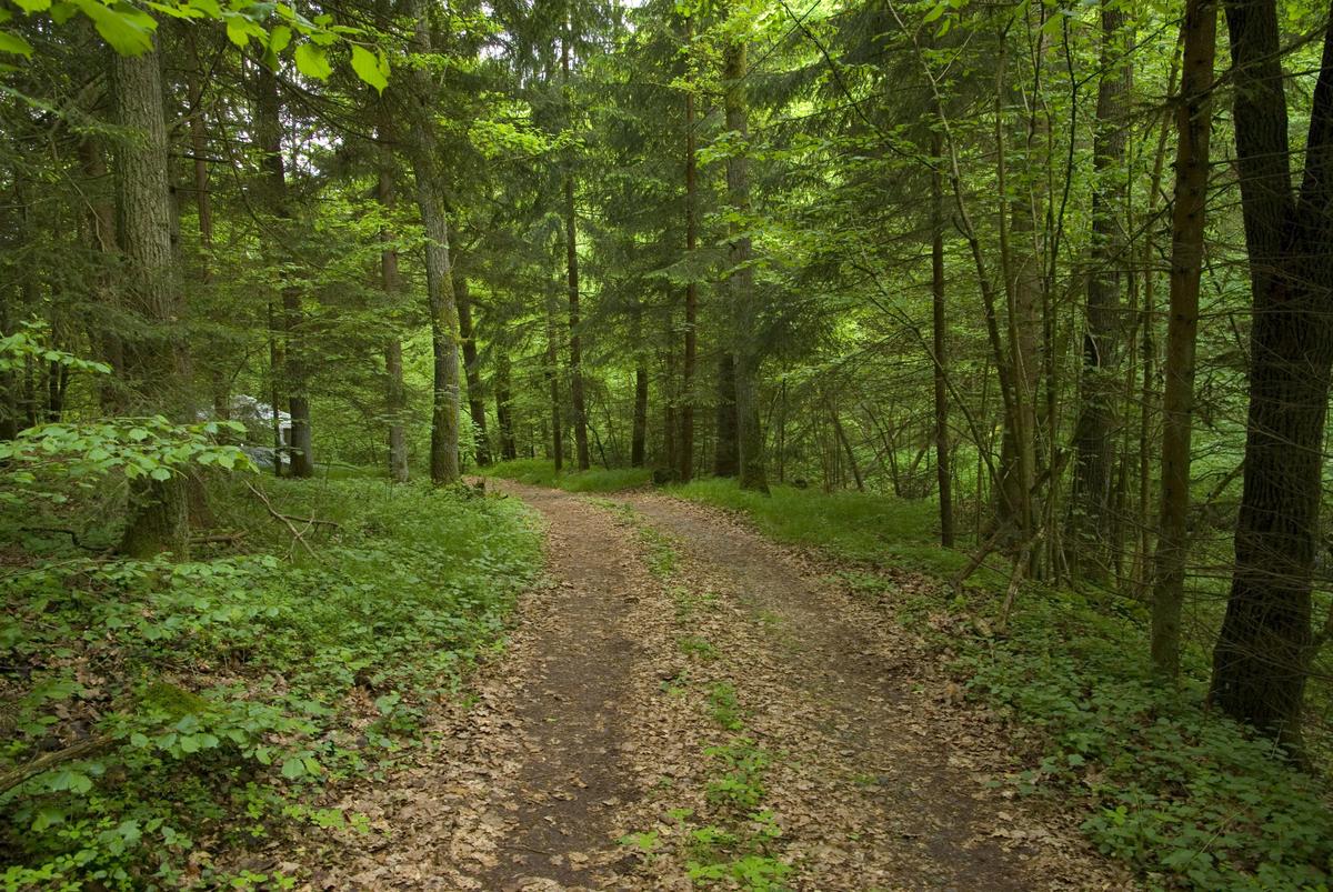 Waldweg VIT