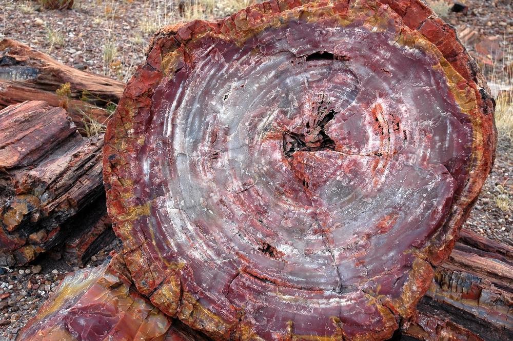 petrified-tree-log shutterstock 45839404