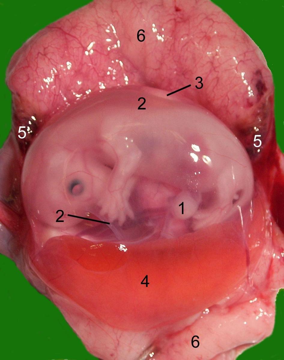 tv8EO5X Catfetus1