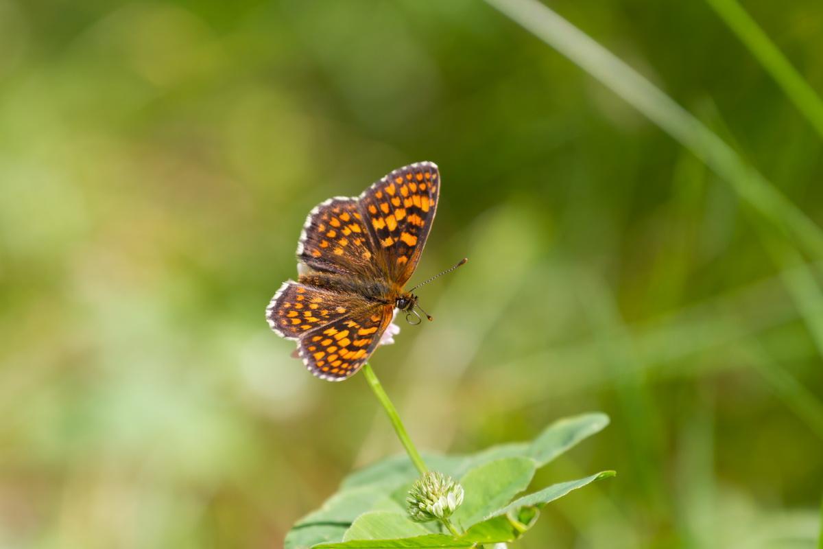 0ab8ae Schmetterling2