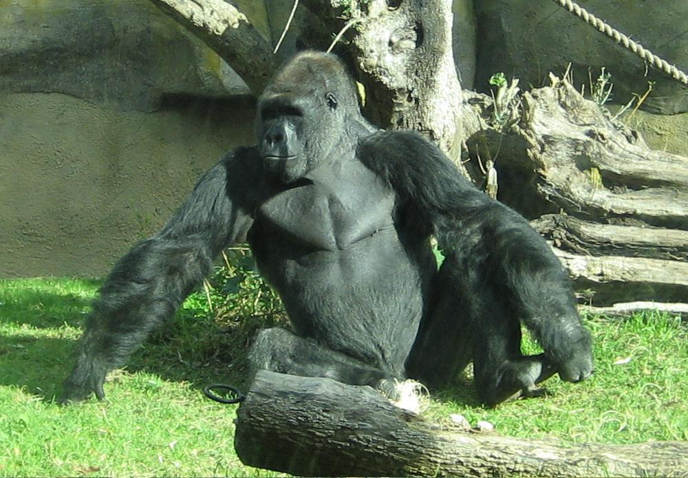 Male silverback gorilla at the Santa Bar