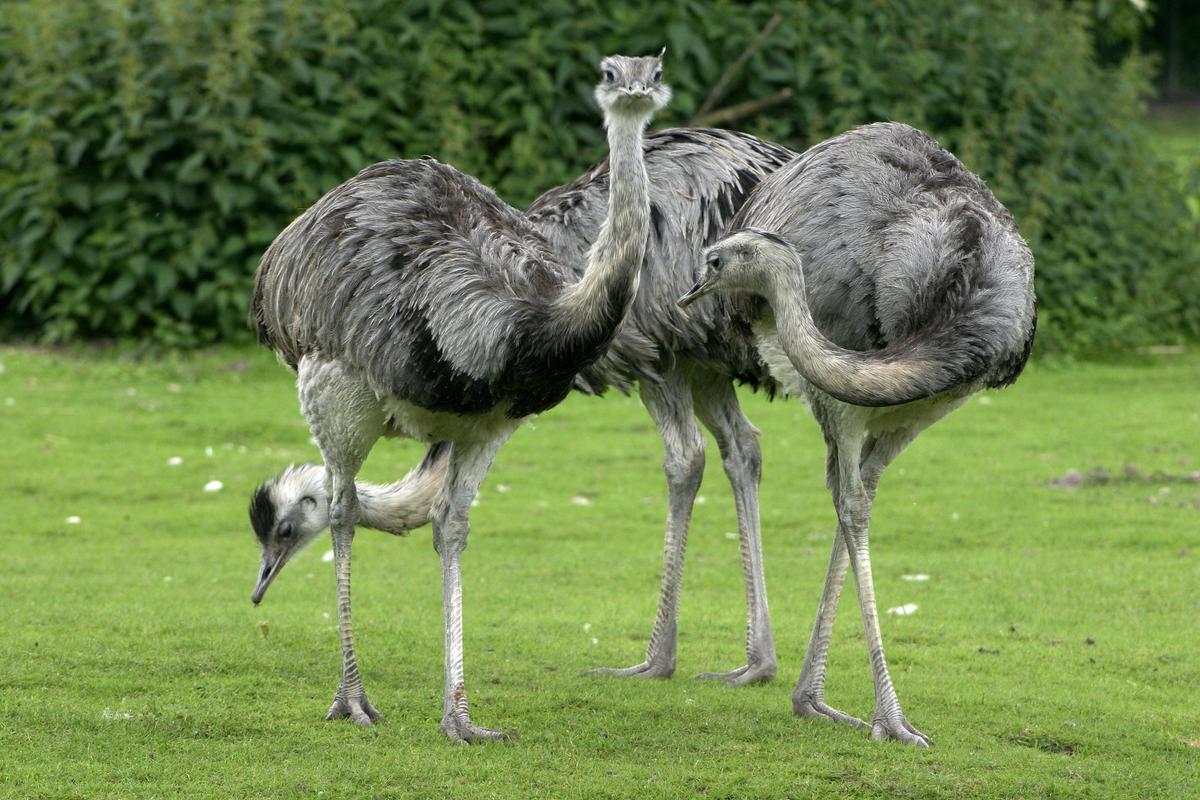 Rhea americana Three adult birds