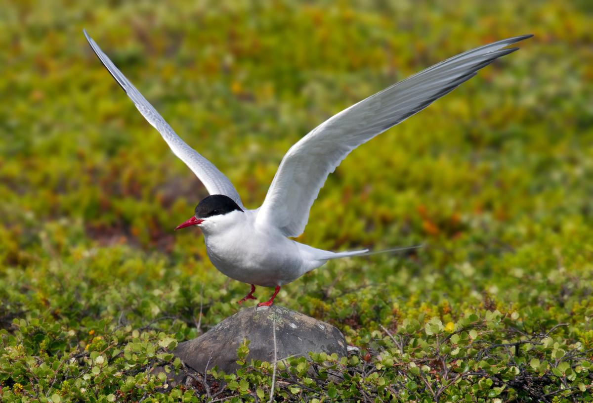 Arctic Tern