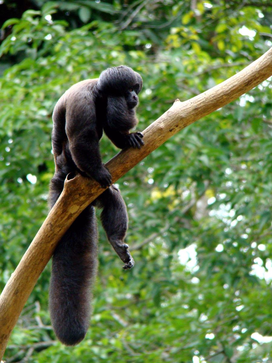 Bearded saki Chiropotes sp-8