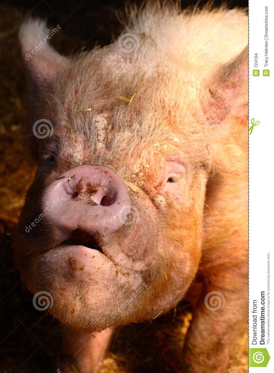 ugly-pig-724104