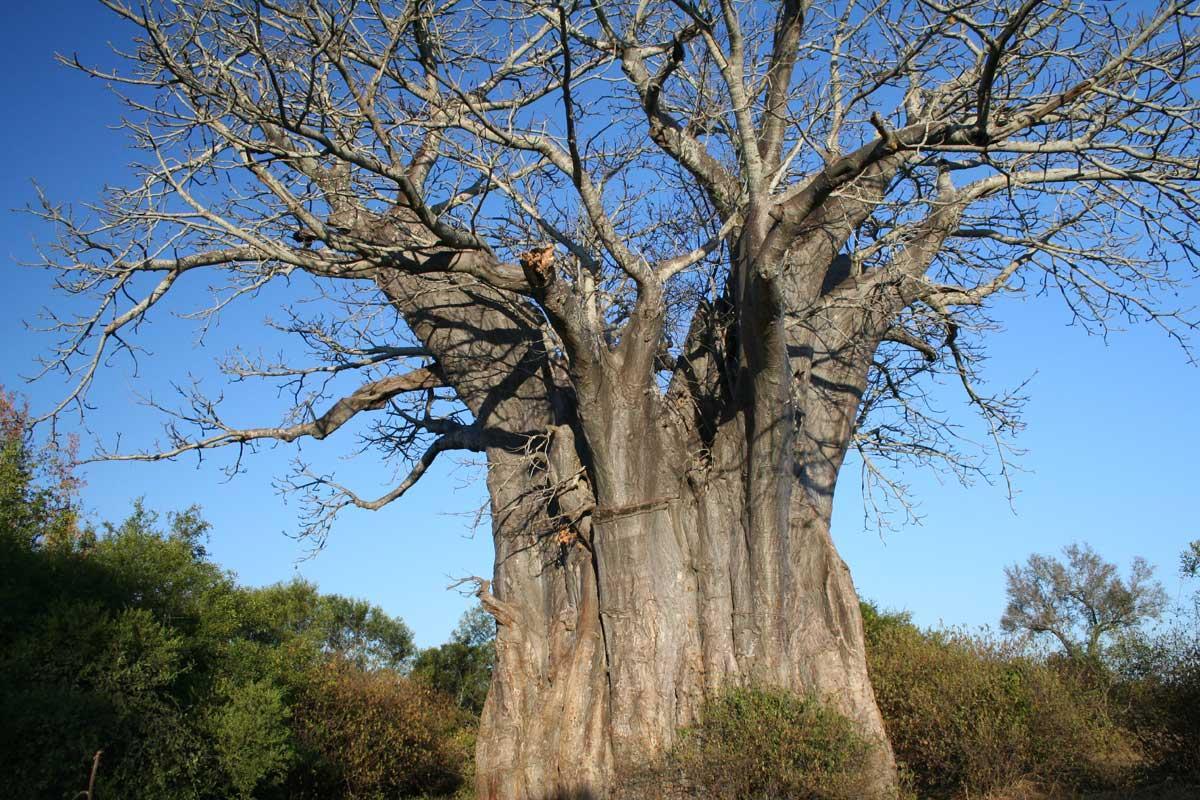 baobab-baum-8g