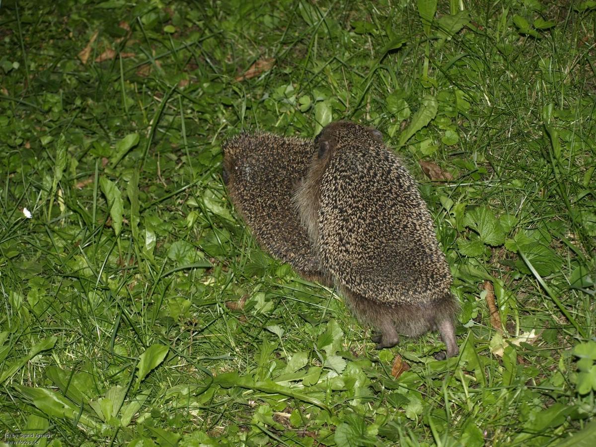 Igel  Paarung  Garten  Kehrseite