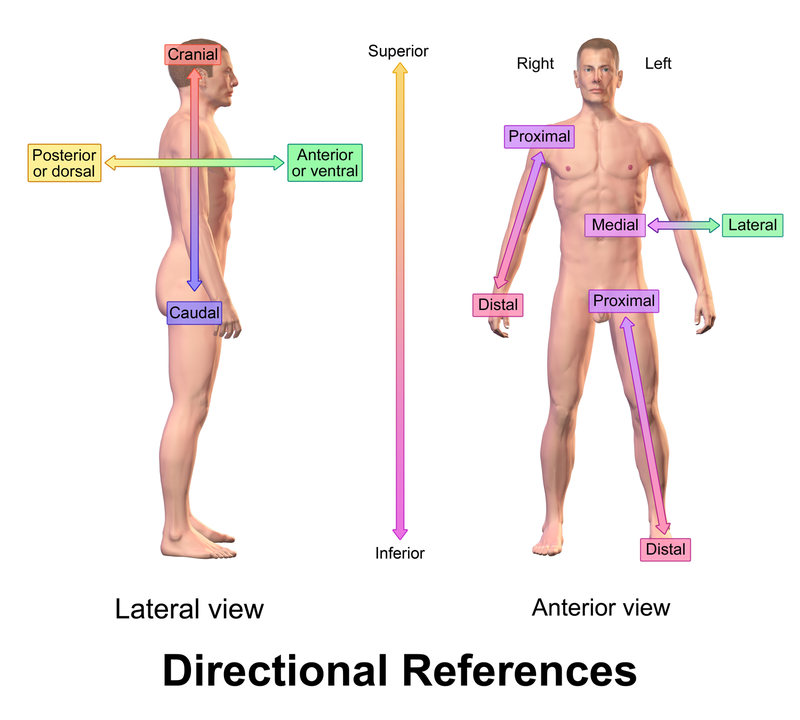 800px Blausen 0019 AnatomicalDirectional