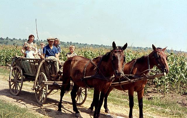 Unterwegs im Pferdewagen