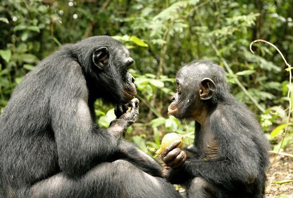 Claudine-Andre-Bonobos-01-c-Sunfilm-Ente