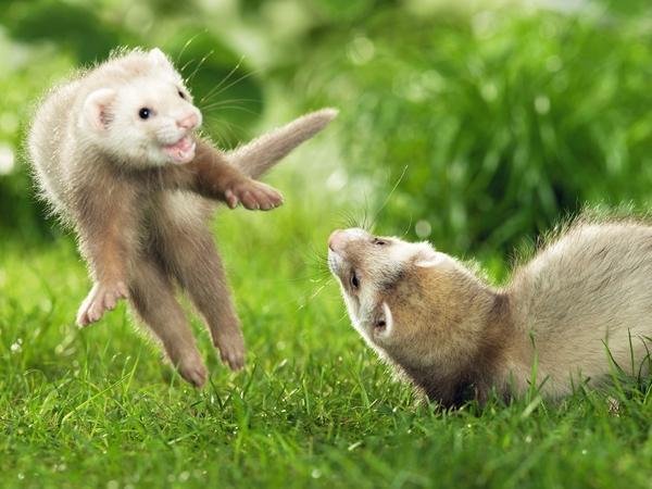 animals grass jumping outdoors ferret 16