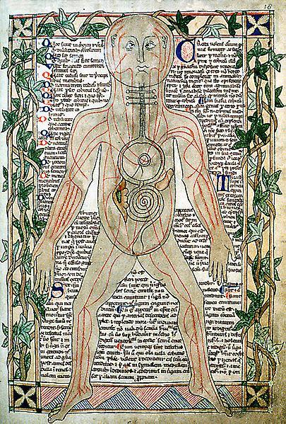 405px-13th century anatomical illustrati