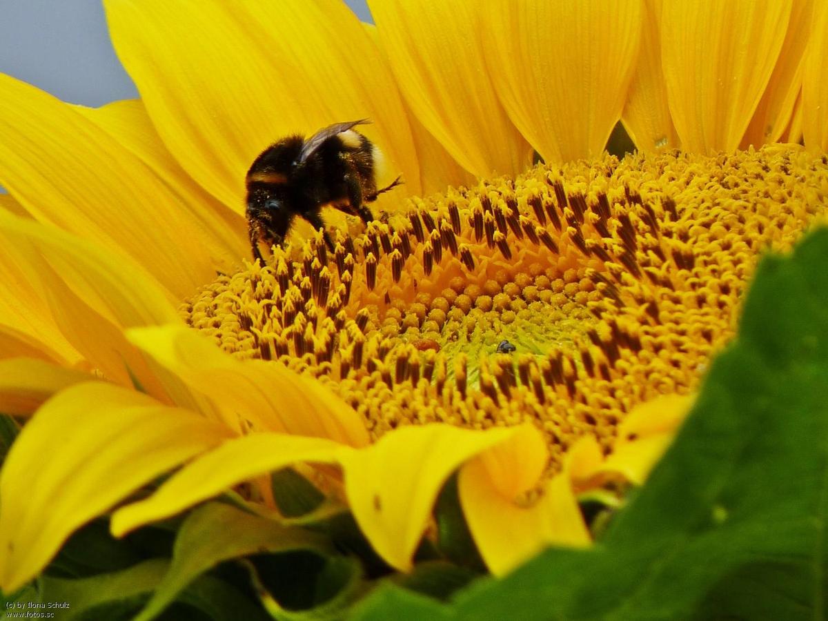 Hummel Sonnenblume Blte Sommer Pollen 