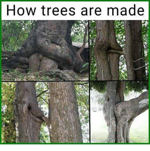 how-trees-are-made-24180544