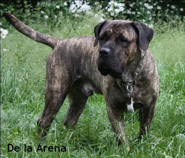 Dogo Canario Perro de Presa Canario Espa