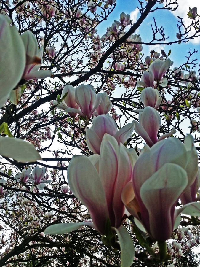 Magnolie