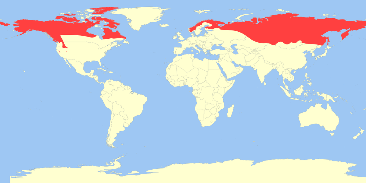 1920px Gulo gulo distribution.svg