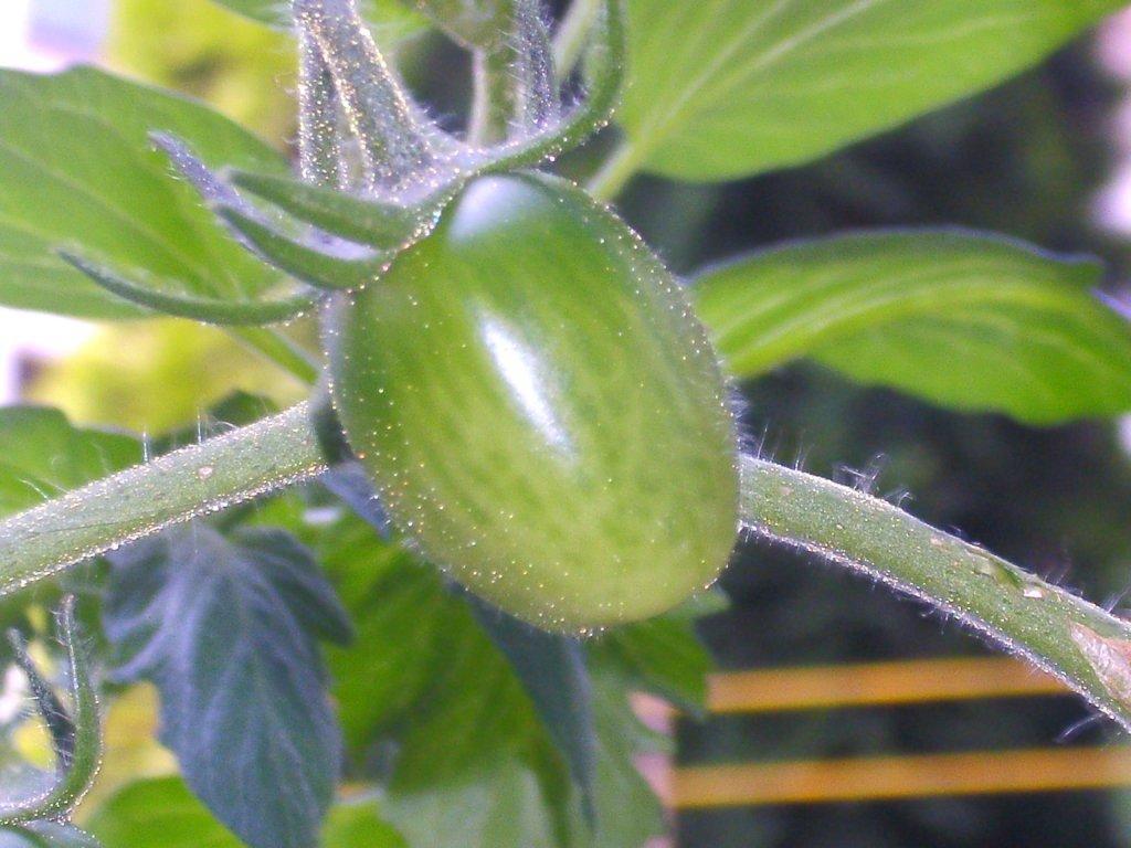 39251d Tomatenschoenheit