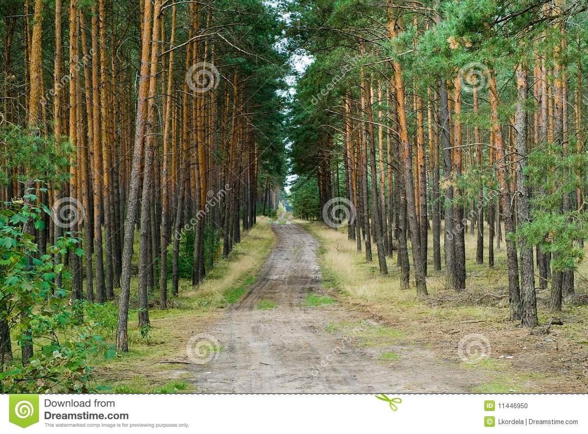 path-deep-forest-11446950