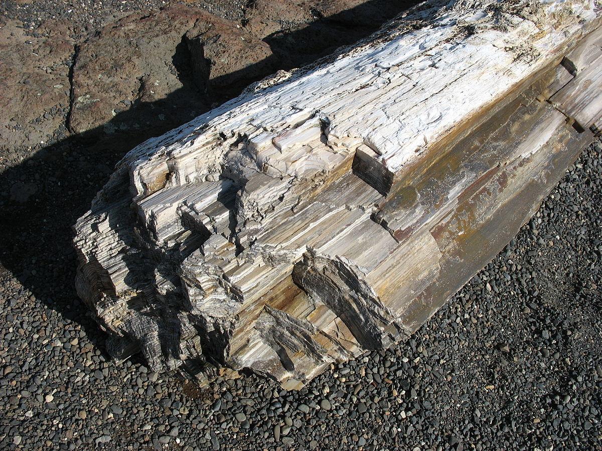 1200px-PetrifiedWoodGPFSP