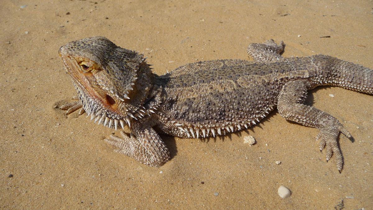 Pogona vitticeps close-up 2009 G1