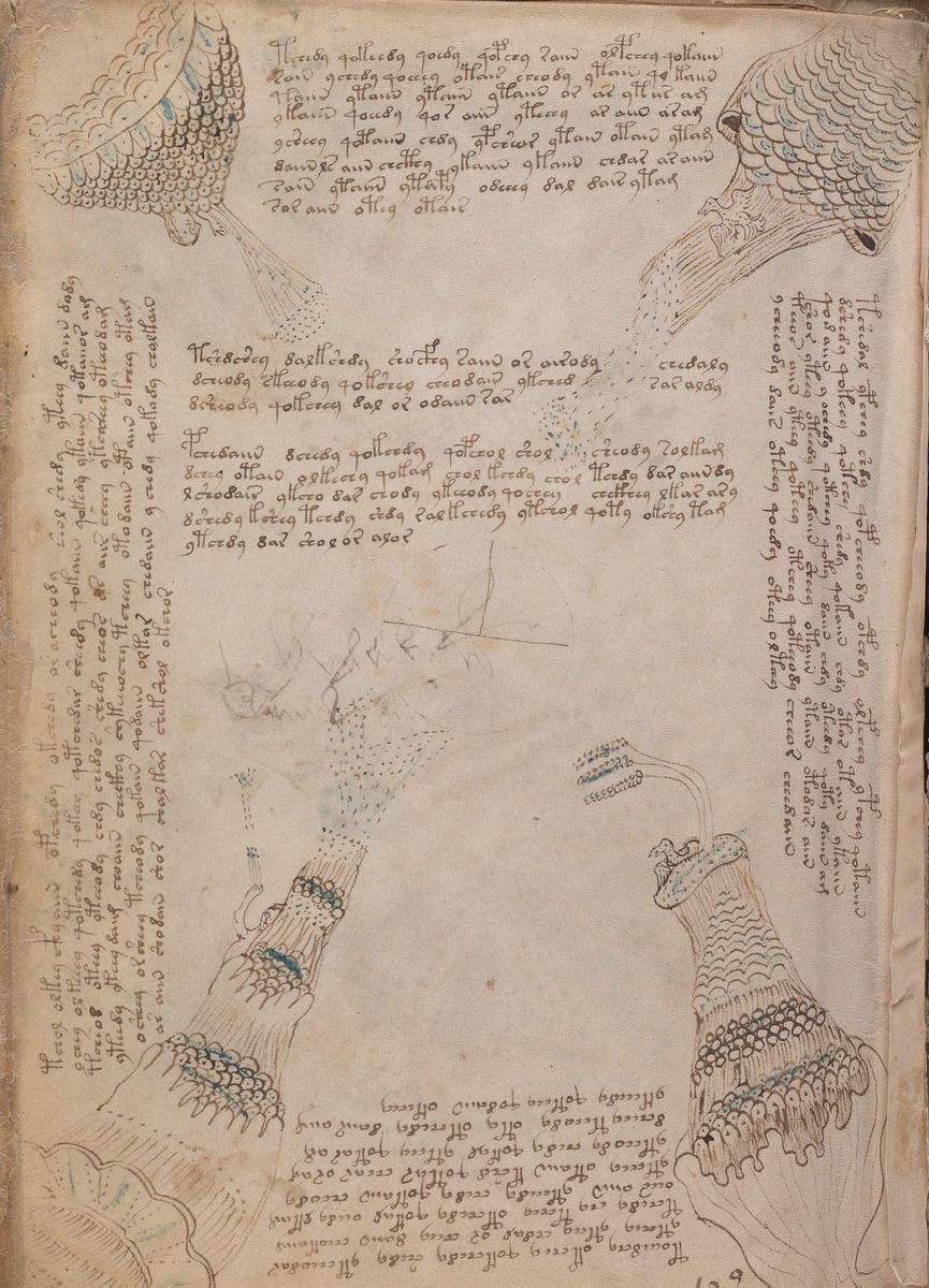 Voynich86v 2 Auszug2