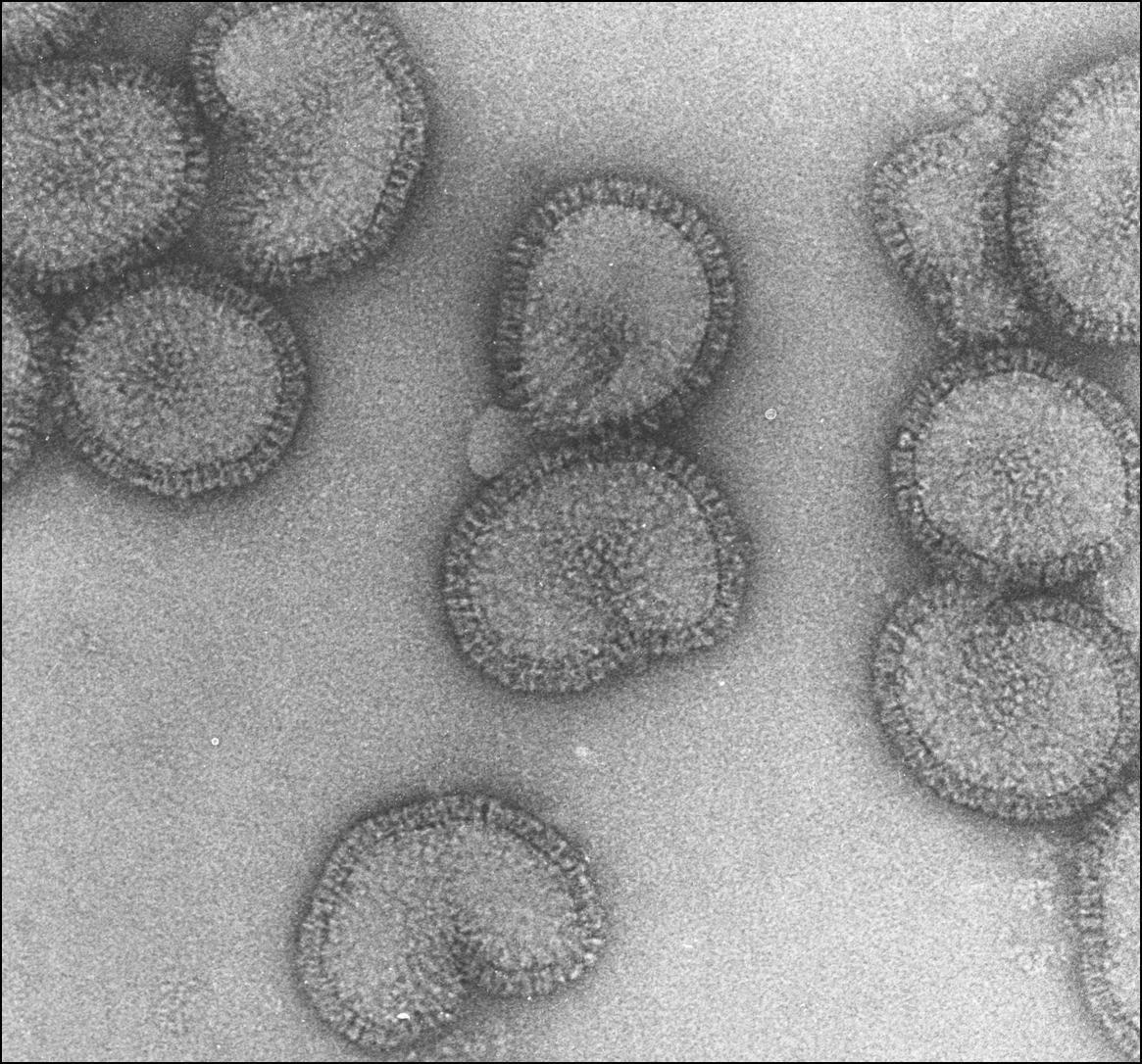 Influenza-Virus