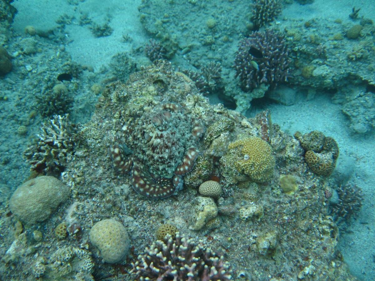 coral octopus 1