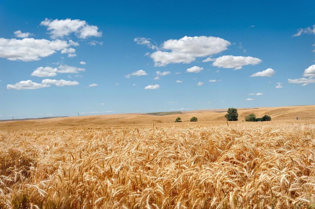av-wheat-field-southeastern-wa