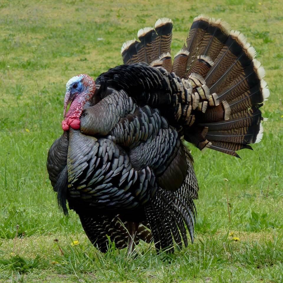 2d9786412-wild-turkey-use.nbcnews-ux-288