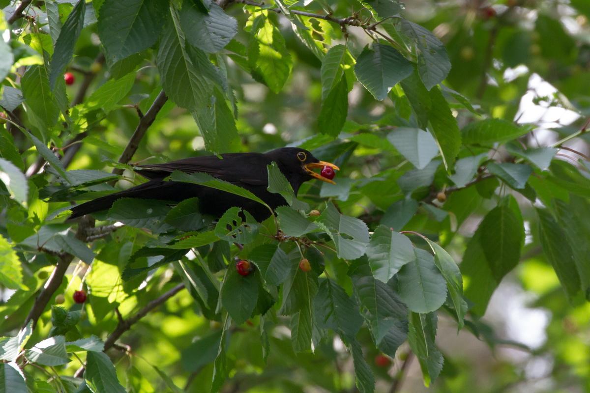 b27ba7 Amsel mit Kirsche