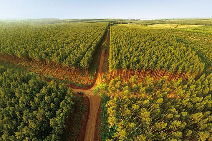 forest-dirt-roads