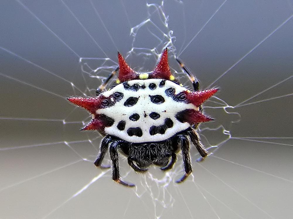 Gasteracantha cancriformis 2