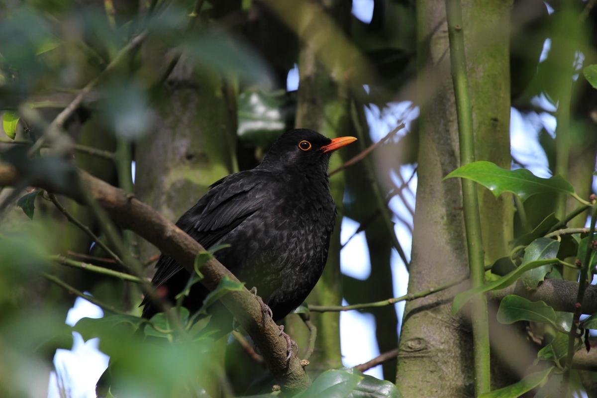 amsel18012014bk6pdns