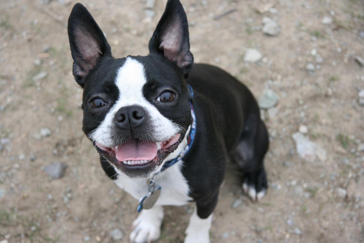 boston-terrier-005