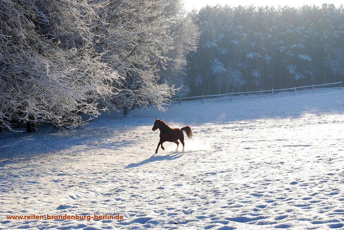 Desktophintergrund Pferd Schnee