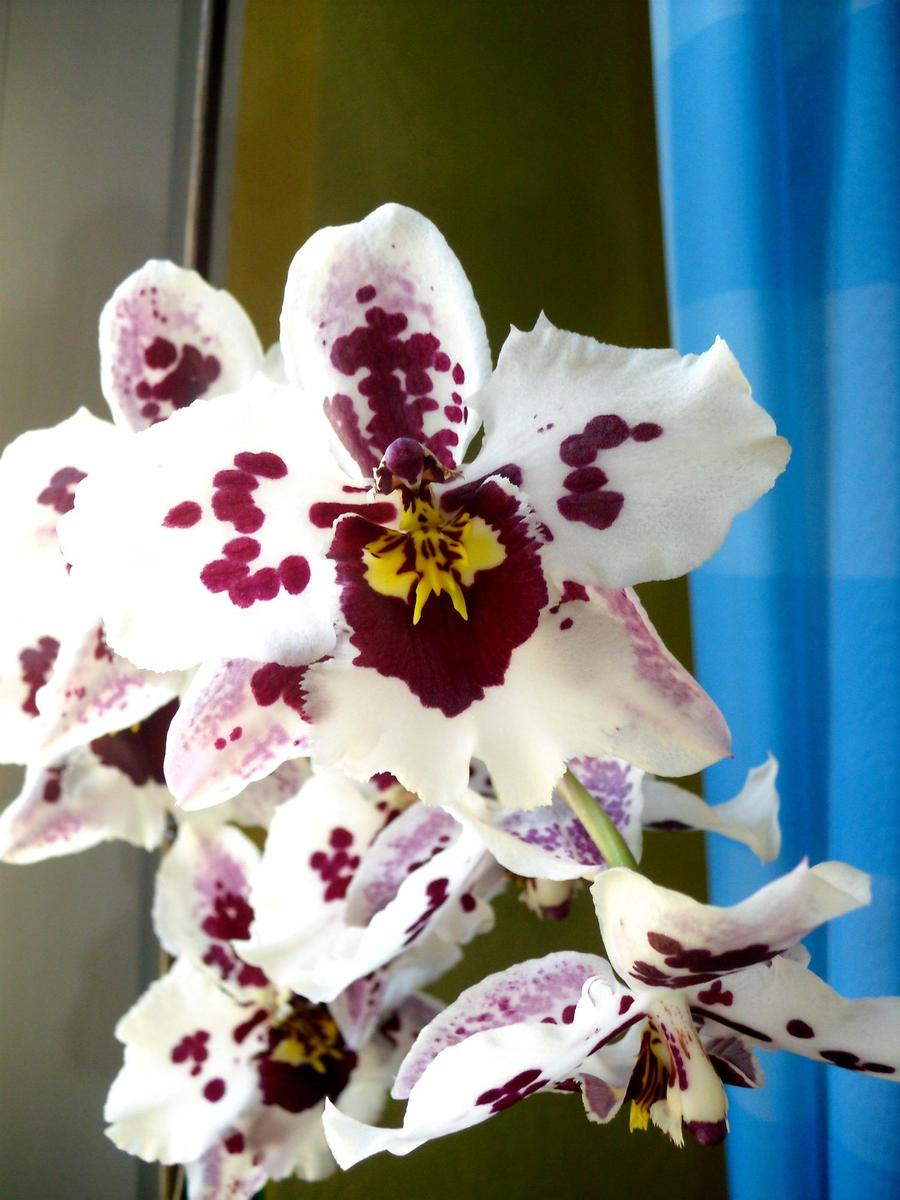 27f00d orchidee