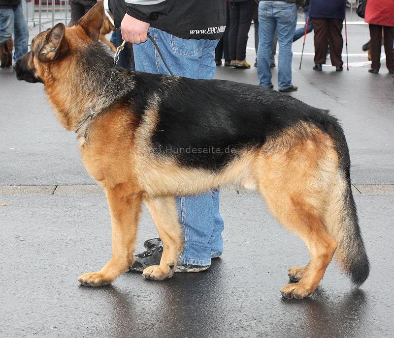 deutscher-schaeferhund