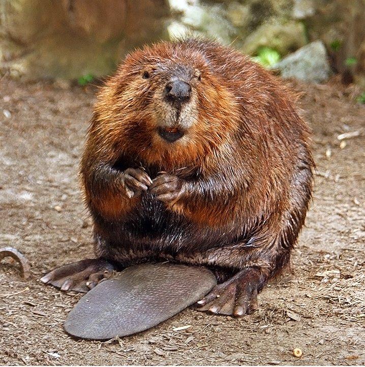 American Beaver