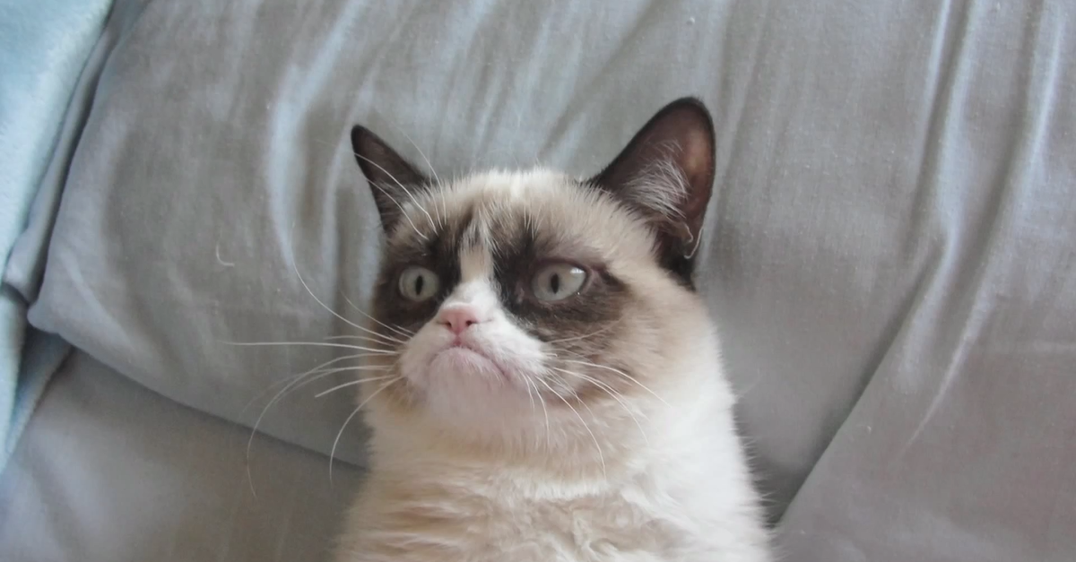 grumpycat.jpg 3Cbr 3E