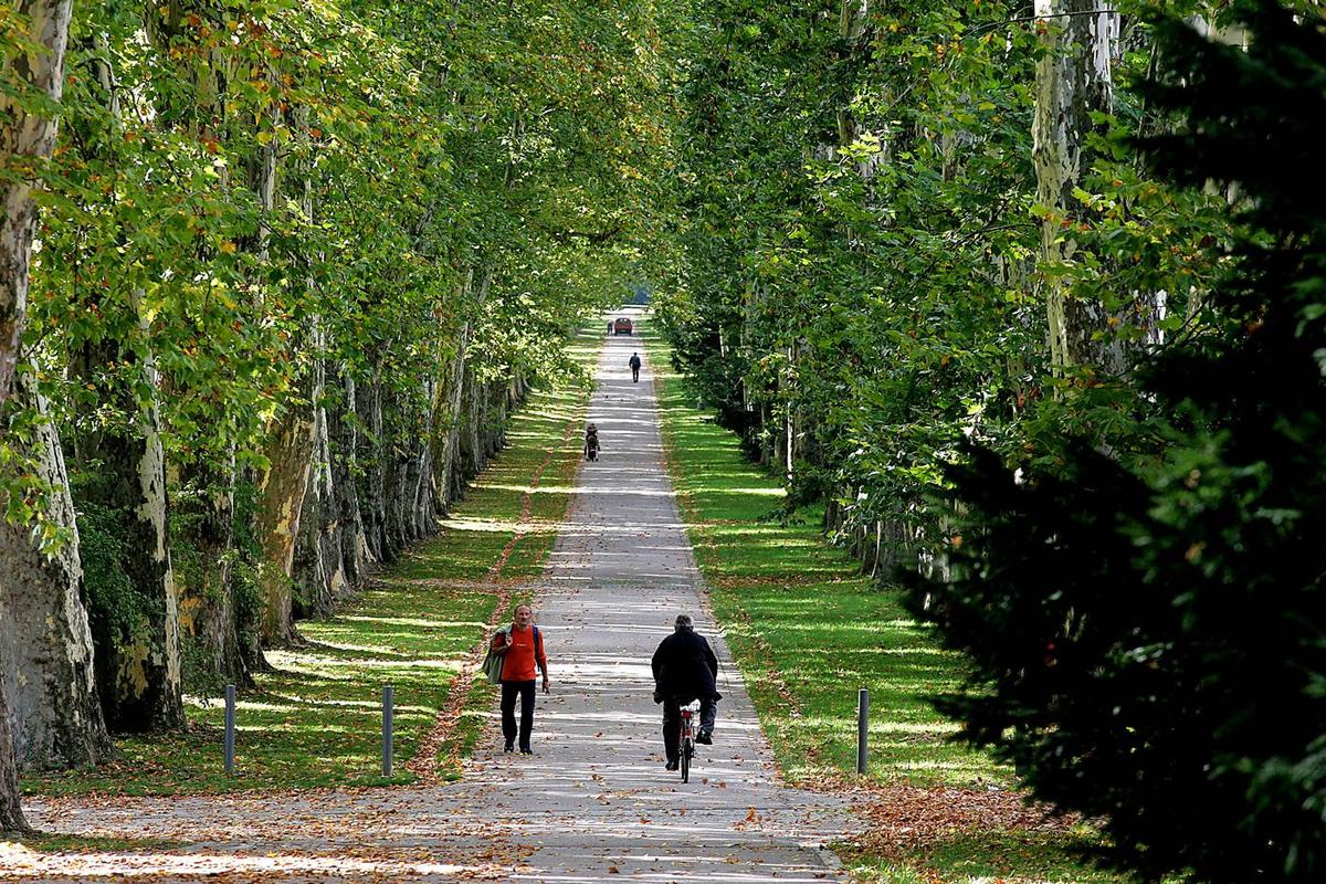 Platanenallee -Foto-Franziska-Kraufmann 