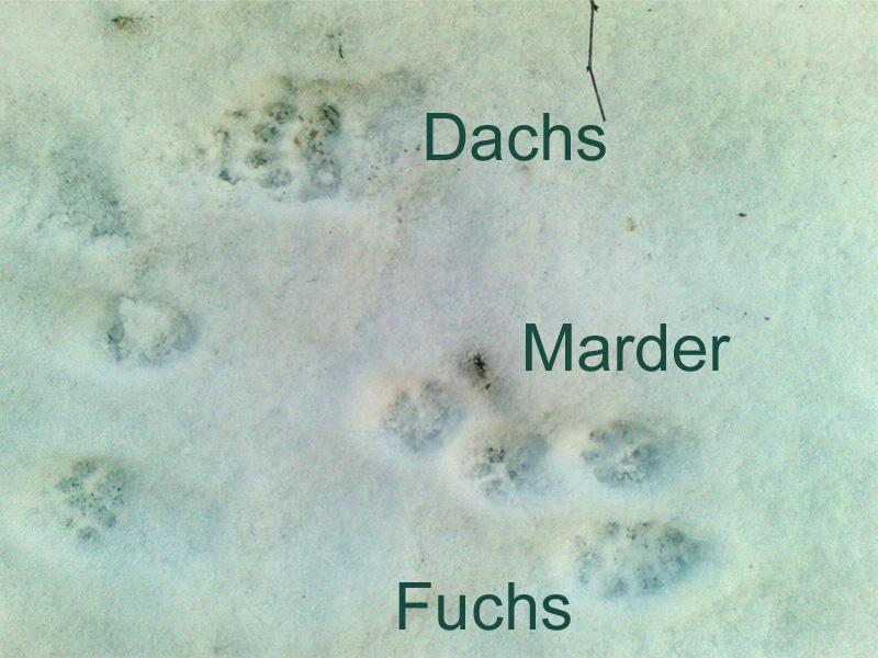 ca779d Fuchs Dachs Marder
