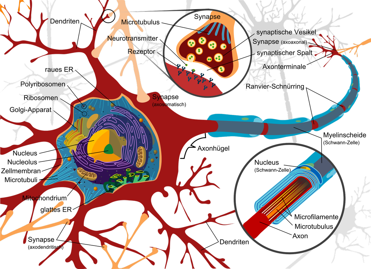 2000px-Complete neuron cell diagram de.s