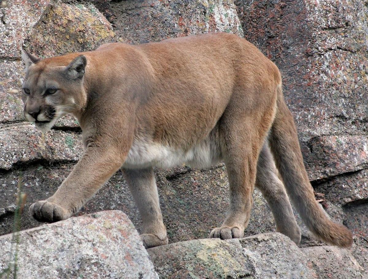 1280px-Annoyed Mountain Lion 28141330557